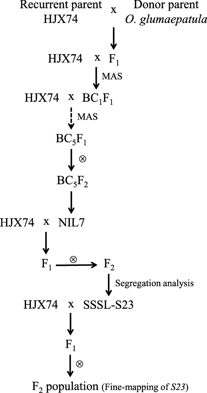 Development of InDel markers for interspecific hybridization