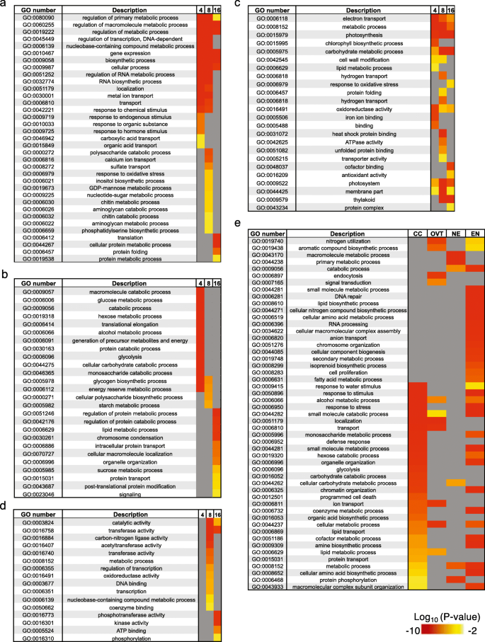 Vulgaridad Conquistador Menos Genome Wide Analysis of the Transcriptional Profiles in Different Regions of the Developing Rice Grains | Rice | Full Text Vulgaridad Conquistador Menos Genome Wide Analysis of the Transcriptional Profiles in Different Regions of the Developing Rice Grains | Rice | Full Text