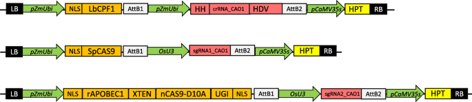 Beyond Seek And Destroy How To Generate Allelic Series Using Genome Editing Tools Rice Full Text