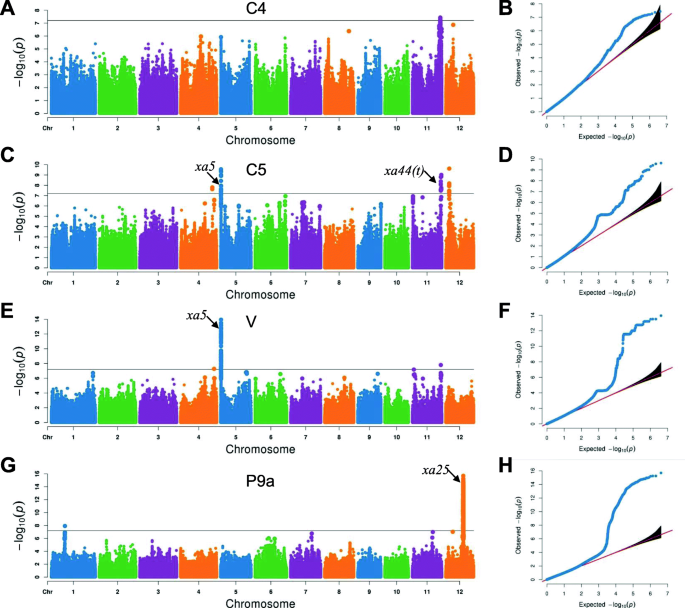 Genome Wide Association Study Dissects Resistance Loci Against Bacterial Blight In A Diverse Rice Panel From The 3000 Rice Genomes Project Springerlink Genome Wide Association Study Dissects Resistance Loci Against Bacterial Blight In A Diverse Rice Panel From The 3000 Rice Genomes Project Springerlink