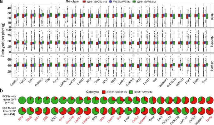 One-thousand grain weight and grain yield of 26 hybrids rice grown