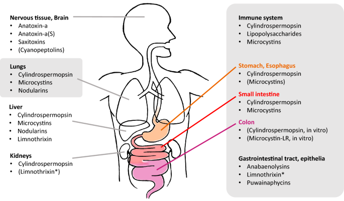 Effects of cyanobacterial toxins on the human gastrointestinal tract and  the mucosal innate immune system | Environmental Sciences Europe | Full Text