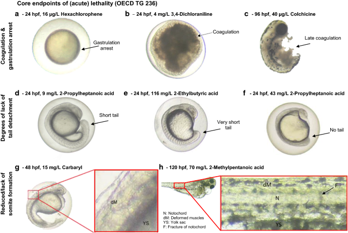Adverse effects in the fish embryo acute toxicity (FET) test: a catalogue of unspecific morphological changes versus more specific effects in zebrafish (Danio rerio) embryos | Environmental Sciences Europe | Full Text Adverse effects in the fish embryo acute toxicity (FET) test: a catalogue of unspecific morphological changes versus more specific effects in zebrafish (Danio rerio) embryos | Environmental Sciences Europe | Full Text