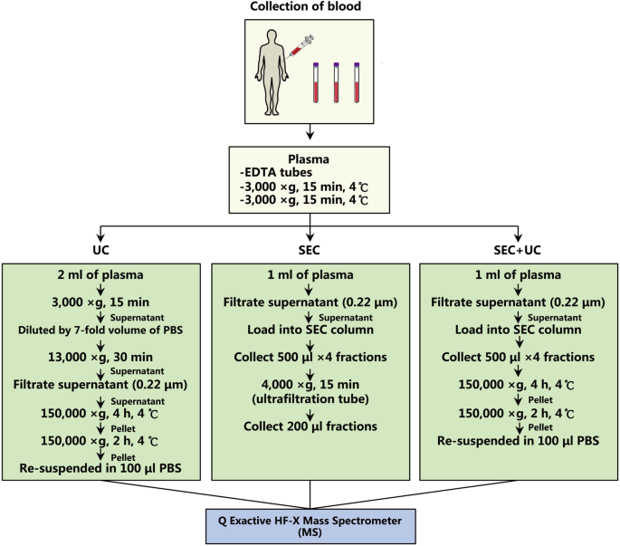 Combination Of Size Exclusion Chromatography And Ultracentrifugation Improves The Proteomic Profiling Of Plasma Derived Small Extracellular Vesicles Springerlink