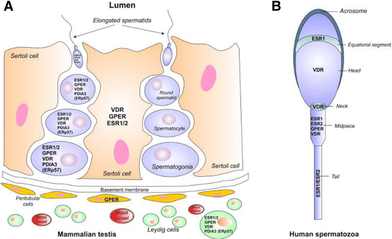 Interactions between oestrogen and 1α,25(OH)2-vitamin D3 signalling and  their roles in spermatogenesis and spermatozoa functions | Basic and  Clinical Andrology | Full Text