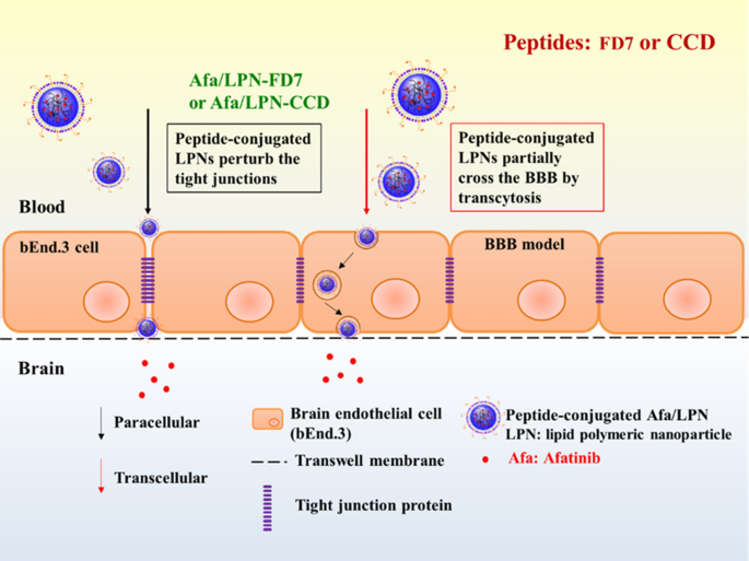 Lipid polymeric nanoparticles modified with tight junction ...