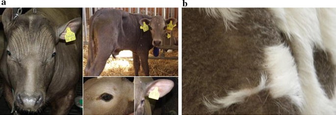 Epistatic interactions between at least three loci determine the “rat-tail”  phenotype in cattle | Genetics Selection Evolution | Full Text