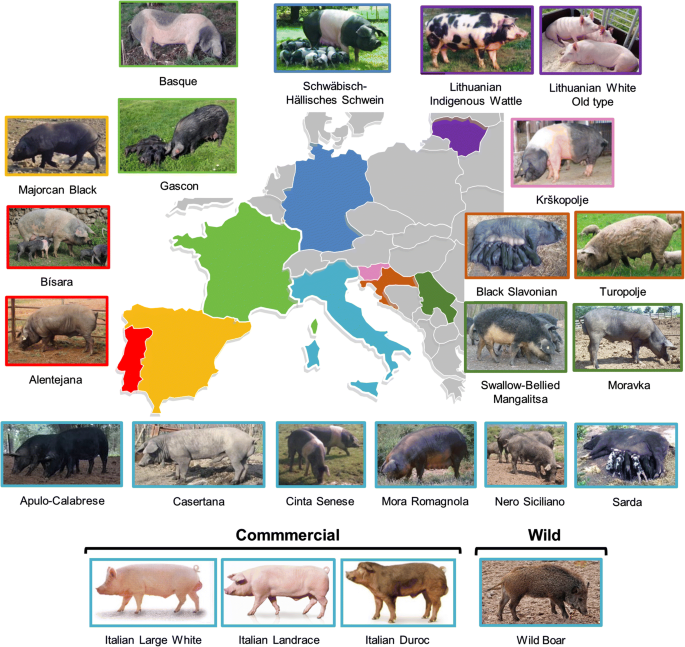 pig breeds