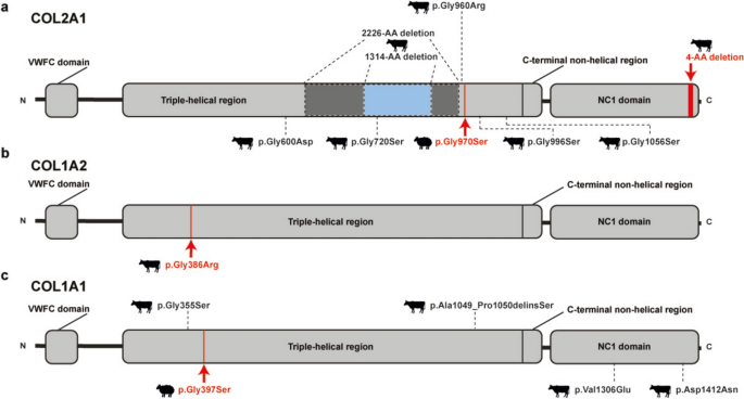 Exploring skeletal disorders in cattle and sheep: a WGS-based framework ...