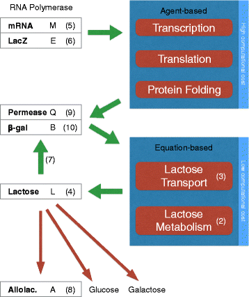 PROKARYO: an illustrative and interactive computational model of the lactose operon in the bacterium Escherichia coli | BMC Bioinformatics | Full Text PROKARYO: an illustrative and interactive computational model of the lactose operon in the bacterium Escherichia coli | BMC Bioinformatics | Full Text