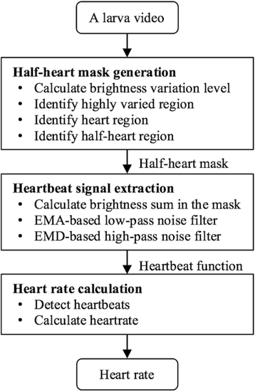 Heart Rate Flow Chart