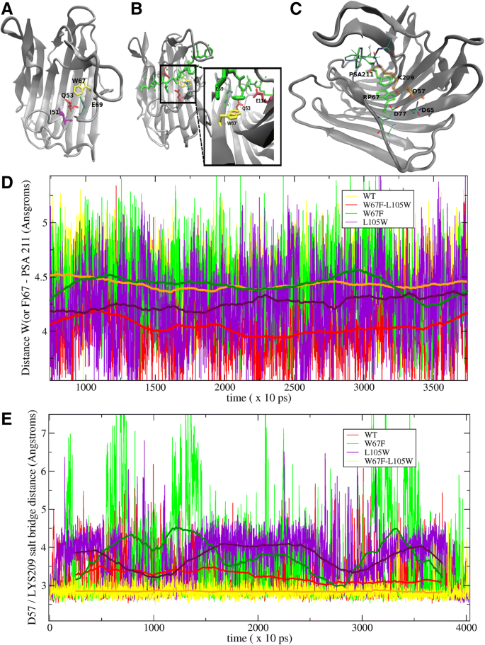 Molecular Dynamics And Structure Function Analysis Show That Substrate Binding And Specificity Are Major Forces In The Functional Diversification Of Eqolisins Bmc Bioinformatics Full Text
