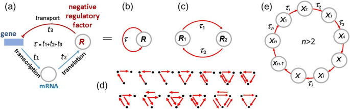 Limit Cycles In Models Of Circular Gene Networks Regulated By Negative Feedback Loops Bmc Bioinformatics Full Text