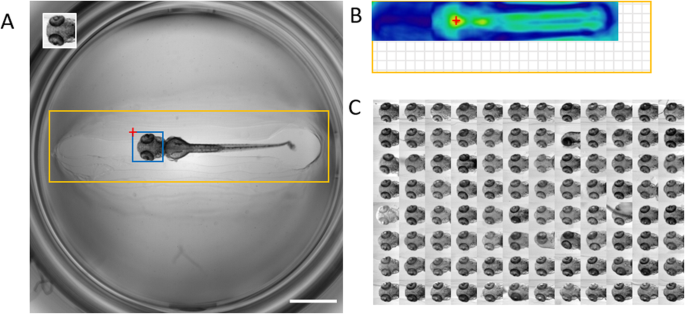 Zo snel als een flits Parameters Lionel Green Street Multi-template matching: a versatile tool for object-localization in  microscopy images | BMC Bioinformatics | Full Text
