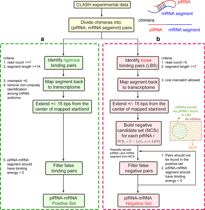 Identifying Pirna Targets On Mrnas In C Elegans Using A Deep Multi Head Attention Network Bmc Bioinformatics Full Text