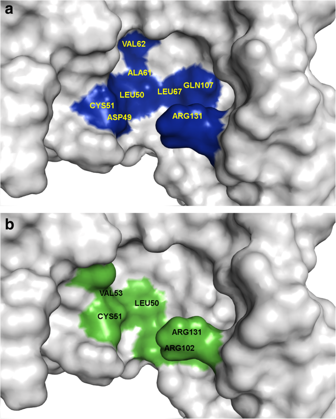 Identification of potential binding pocket on viral oncoprotein HPV16 E6: a  promising anti-cancer target for small molecule drug discovery | BMC  Molecular and Cell Biology | Full Text