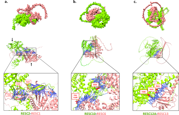 Prioritization of Trypanosoma brucei editosome protein interactions  interfaces at residue resolution through proteome-scale network analysis, BMC Molecular and Cell Biology