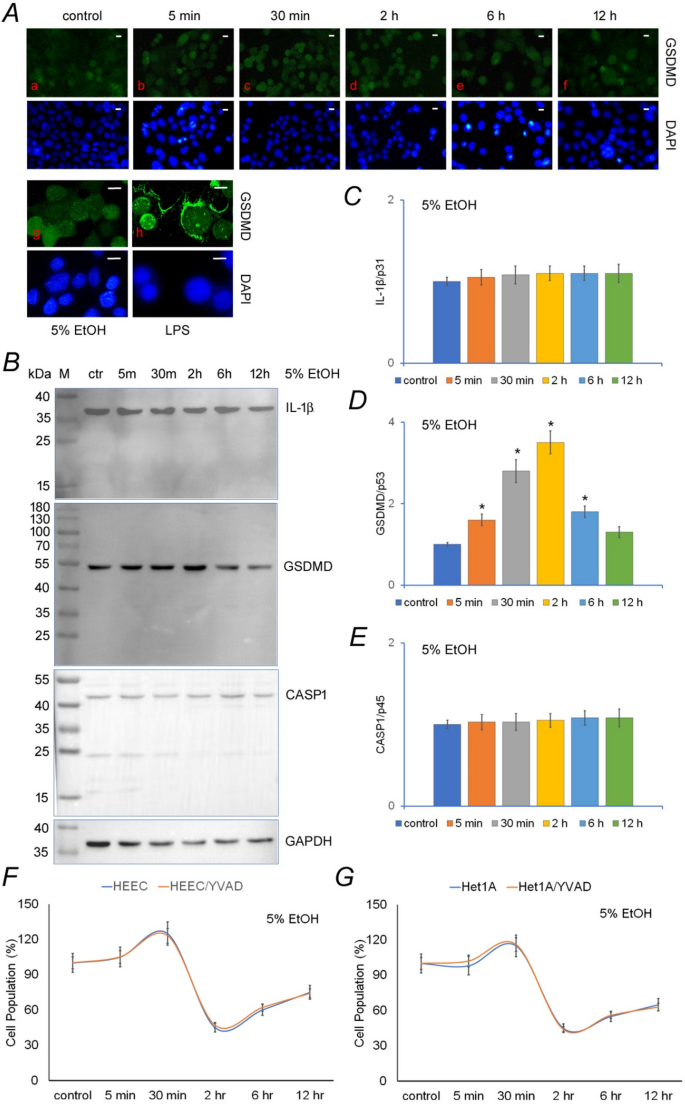 glutathione increases alcohol tolerance Metabolism Rate: How the Body Processes Alcohol Adaptations in glutathione-based redox protein