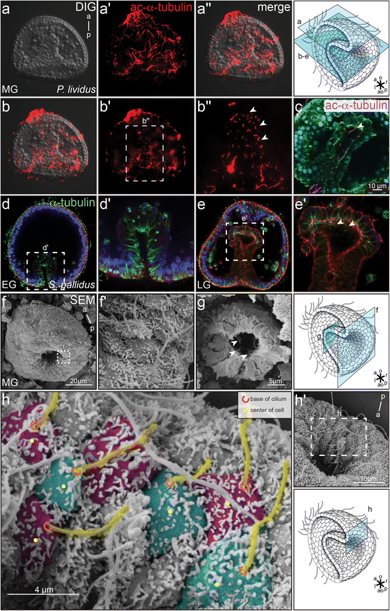 A) The normal circular trajectory of a sea urchin sperm is