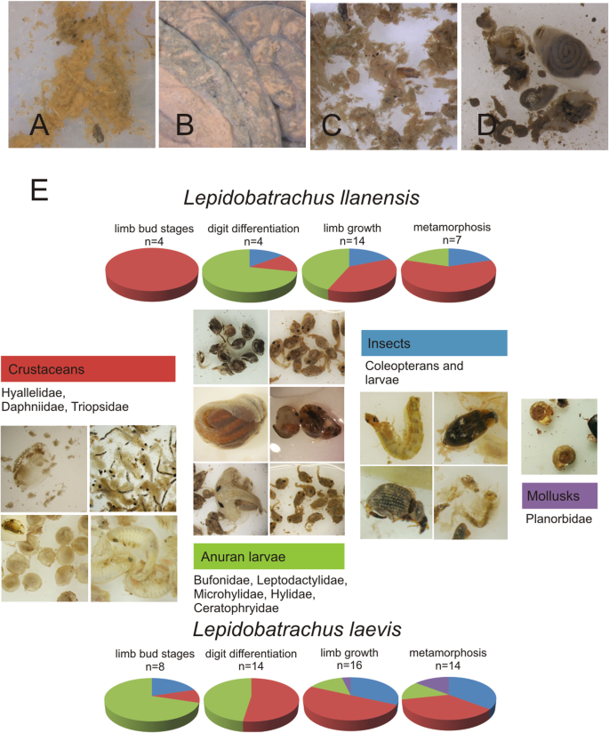 Evolutionary and developmental considerations of the diet and gut morphology  in ceratophryid tadpoles (Anura), BMC Developmental Biology