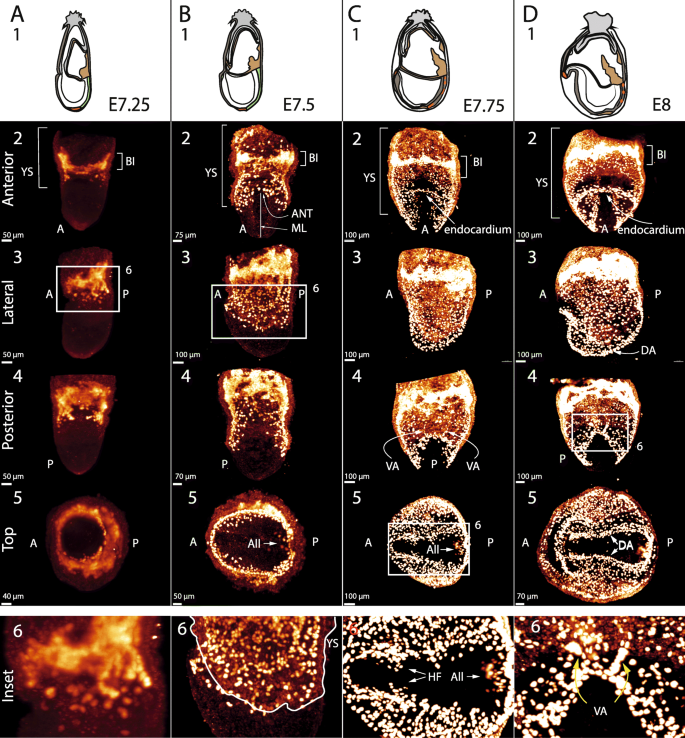 mouse yolk sac