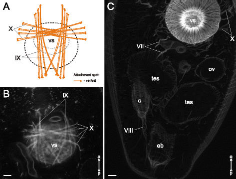 figure 31