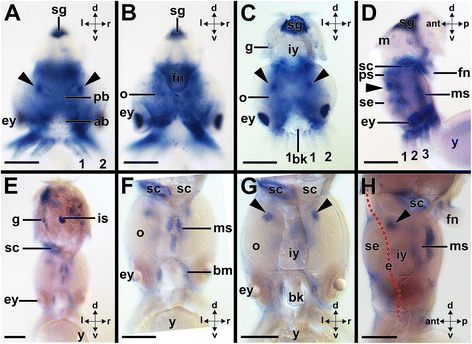 figure 10