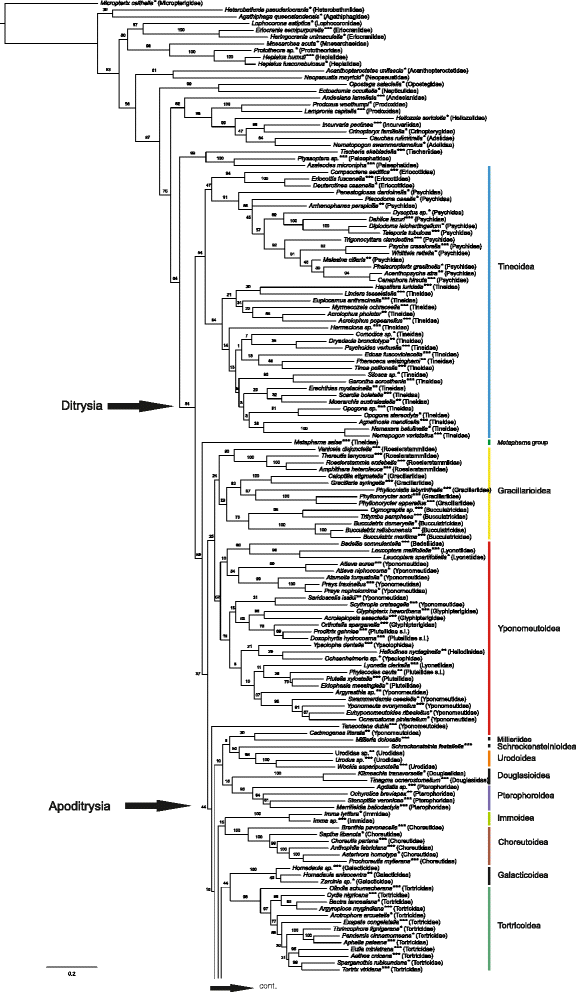 Phylogeny of Higher Taxa in Insecta: Finding Synapomorphies in the Extant  Fauna and Separating Them from Homoplasies