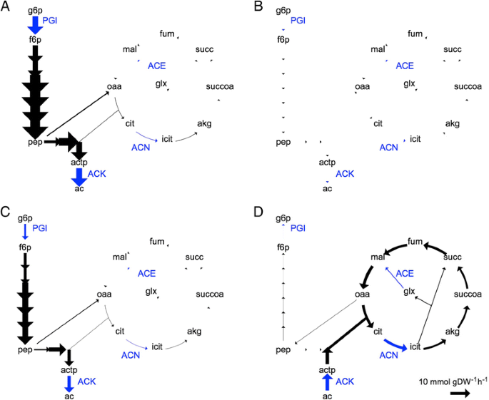 Metabolic Modelling In A Dynamic Evolutionary Framework Predicts Adaptive Diversification Of Bacteria In A Long Term Evolution Experiment Bmc Ecology And Evolution Full Text