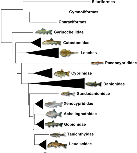 Geographic evolution of cypriniform fishes from S-DIVA. Present-day