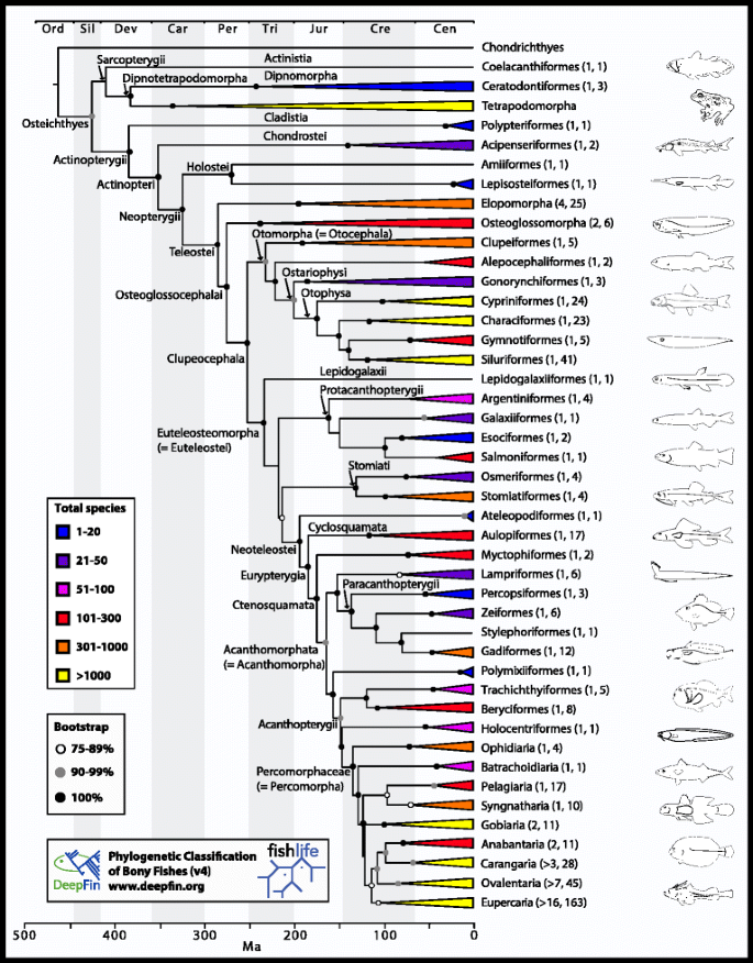 Phylogenetic classification of bony fishes, BMC Ecology and Evolution