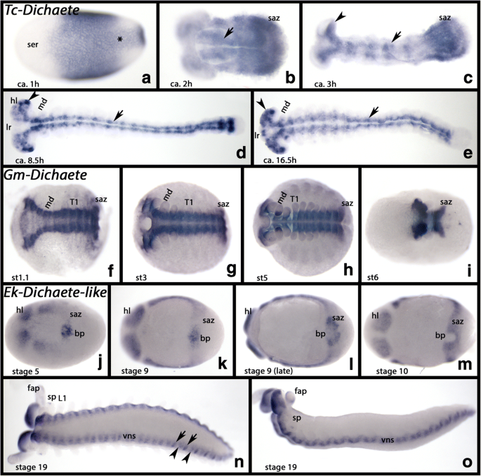 Embryonic Expression Patterns And Phylogenetic Analysis Of Panarthropod Sox Genes Insight Into Nervous System Development Segmentation And Gonadogenesis Bmc Ecology And Evolution Full Text