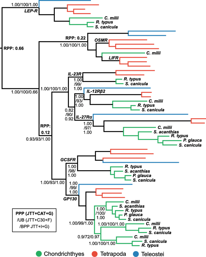 Vertebrate leptin phylogeny. Fish and mammals share a common