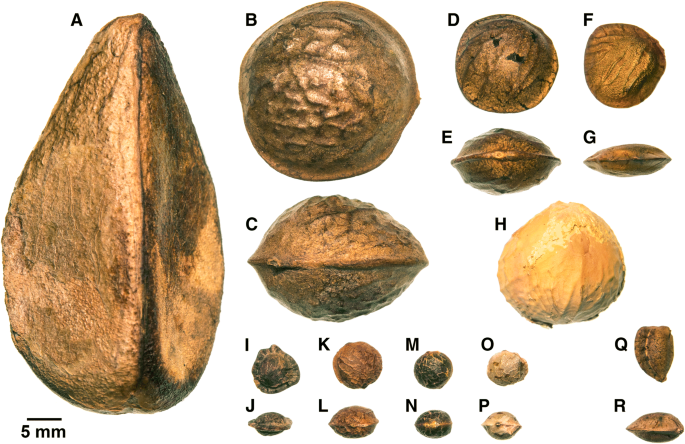 Seed Size Evolution And Biogeography Of Plukenetia Euphorbiaceae A Pantropical Genus With Traditionally Cultivated Oilseed Species Bmc Ecology And Evolution Full Text