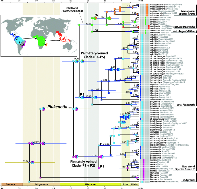 Seed Size Evolution And Biogeography Of Plukenetia Euphorbiaceae A Pantropical Genus With Traditionally Cultivated Oilseed Species Bmc Ecology And Evolution Full Text