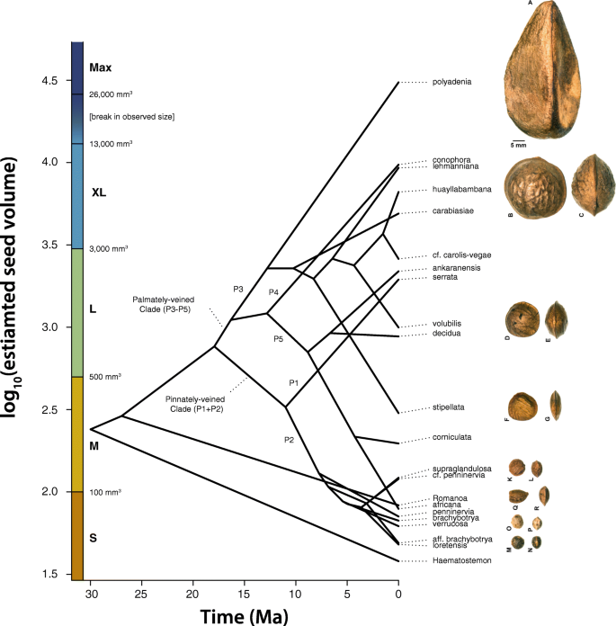 Seed Size Evolution And Biogeography Of Plukenetia Euphorbiaceae A Pantropical Genus With Traditionally Cultivated Oilseed Species Bmc Ecology And Evolution Full Text