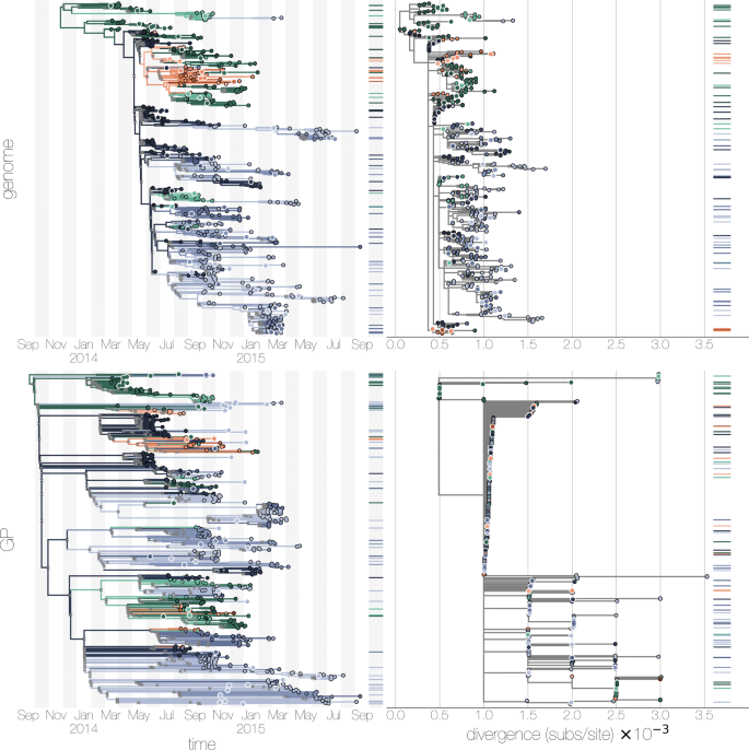 Maximum likelihood pandemic-scale phylogenetics