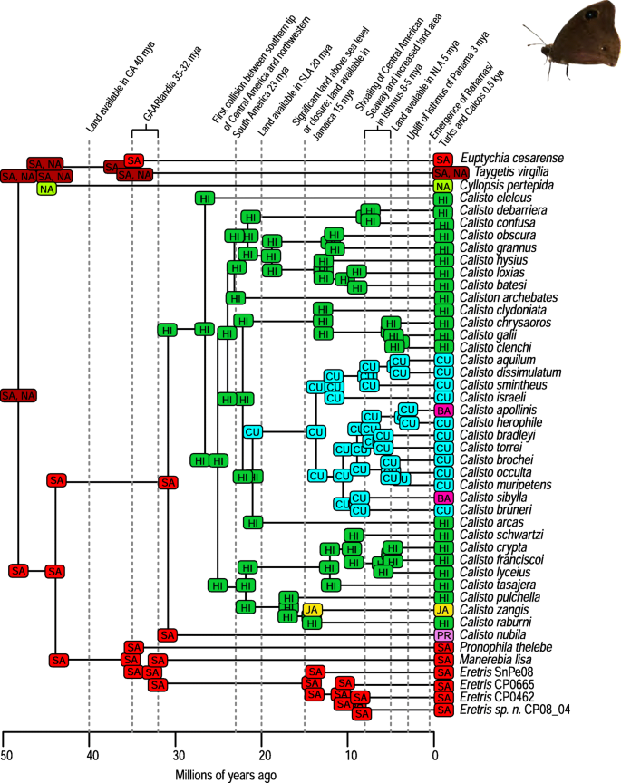 Towards a synthesis of the Caribbean biogeography of terrestrial arthropods  | BMC Evolutionary Biology | Full Text