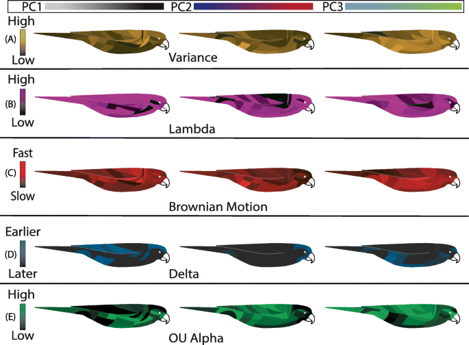 Download Macroevolutionary Bursts And Constraints Generate A Rainbow In A Clade Of Tropical Birds Bmc Ecology And Evolution Full Text