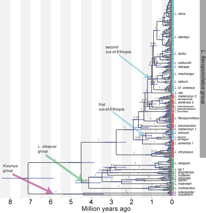 Historical Biogeography Systematics And Integrative Taxonomy Of The Non Ethiopian Speckled Pelage Brush Furred Rats Lophuromys Flavopunctatus Group Bmc Ecology And Evolution Full Text