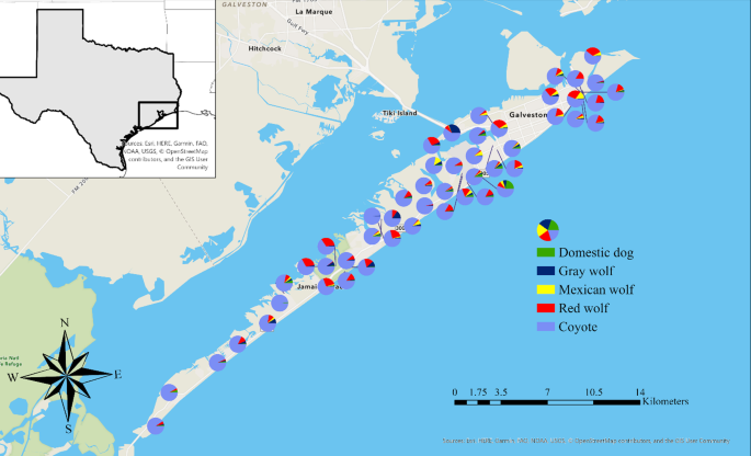 coyotes population maps united states