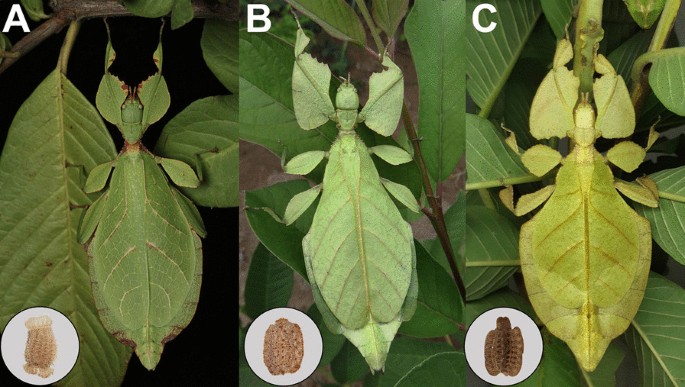 Leaves that walk and eggs that stick: comparative functional morphology and  evolution of the adhesive system of leaf insect eggs (Phasmatodea:  Phylliidae) | BMC Ecology and Evolution | Full Text