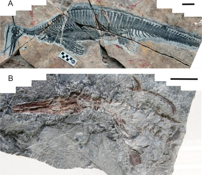 Novos espécimes de Hupehsuchus nanchangensis