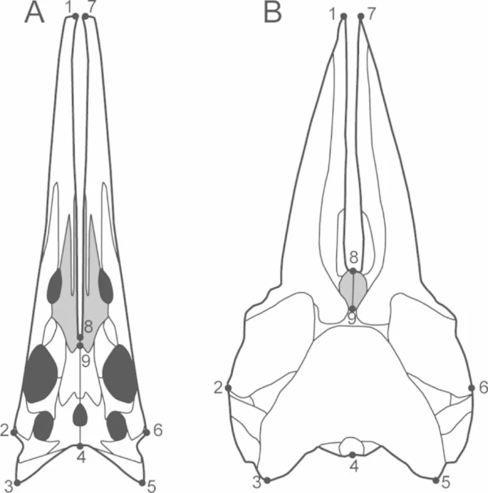 Comparação do teto craniano de Hupehsuchus nanchangensis com a baleia-baleeira moderna