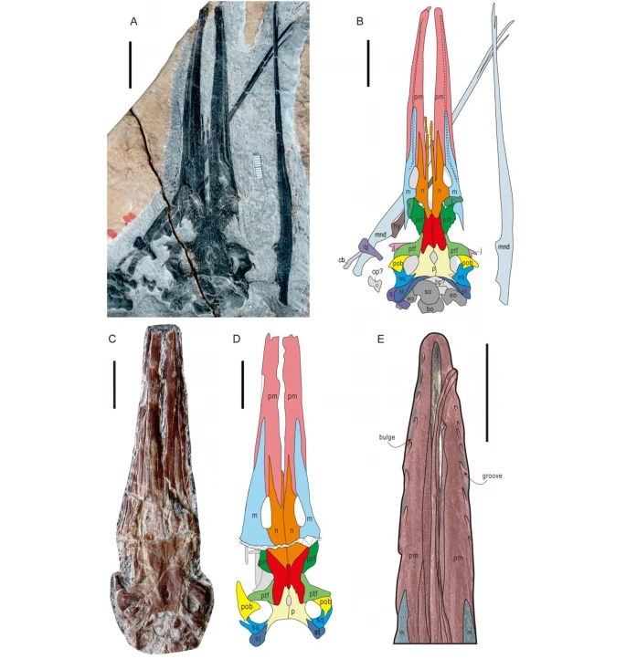 Detalhes morfológicos nos crânios de Hupehsuchus nanchangensis