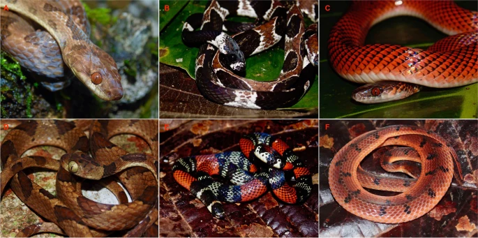 Evolutionary Secrets of Snake Skulls