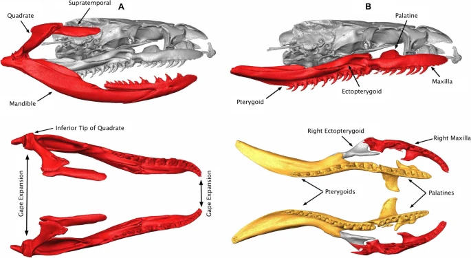 Evolutionary Secrets of Snake Skulls