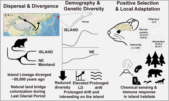 Genomic insights into adaptive evolution of Island brown rats (Rattus ...