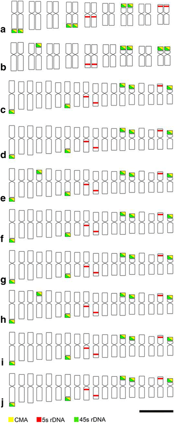 PDF) Comparative karyotype analysis of three Passiflora L. species and  cytogenetic characterization of somatic hybrids