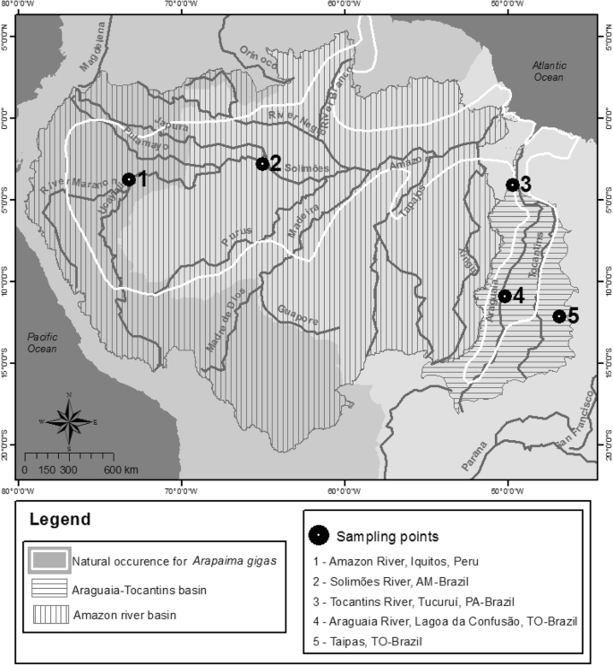 Genetic diversity and structure in Arapaima gigas populations from Amazon  and Araguaia-Tocantins river basins | BMC Genetics | Full Text